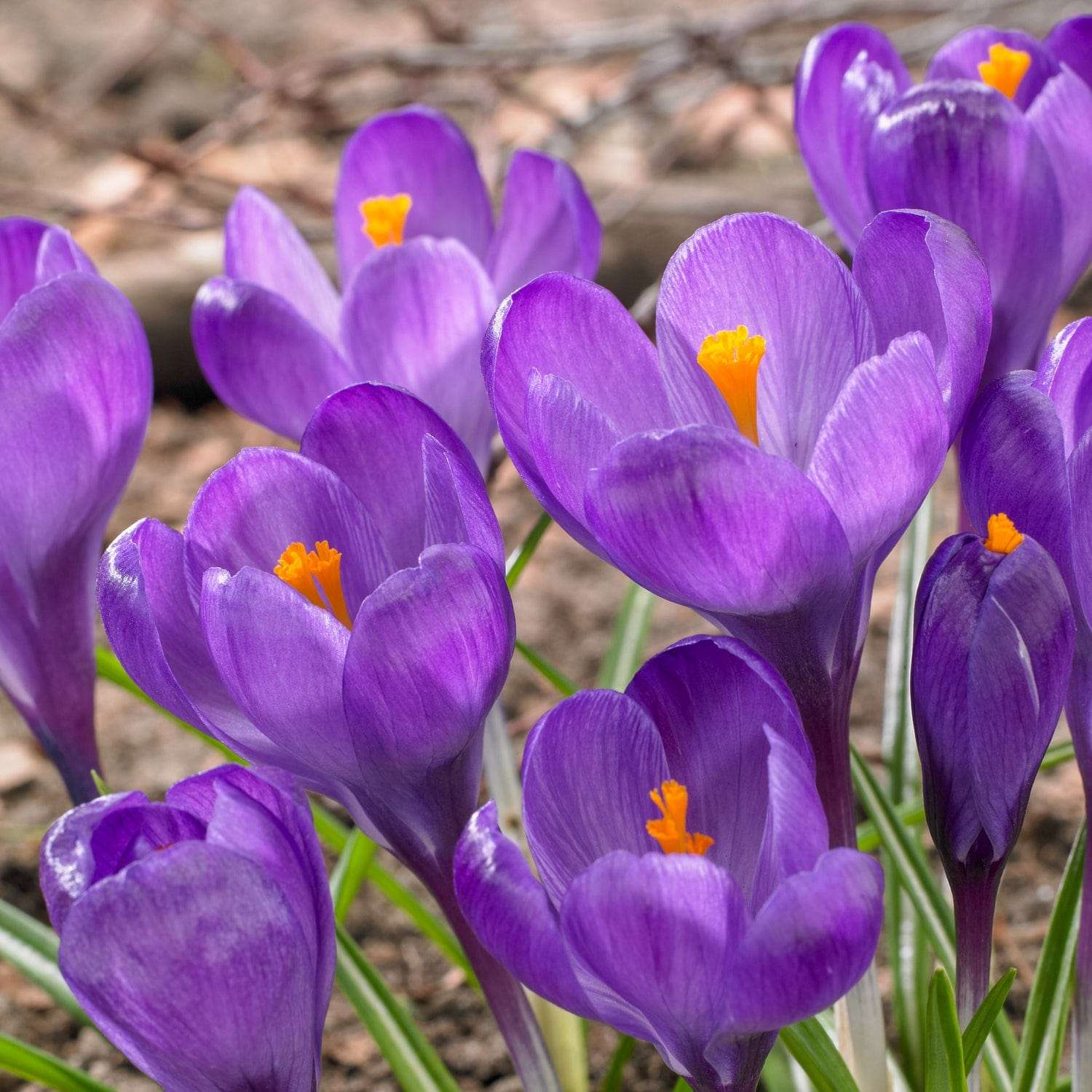 Krookus 'Flower Record'